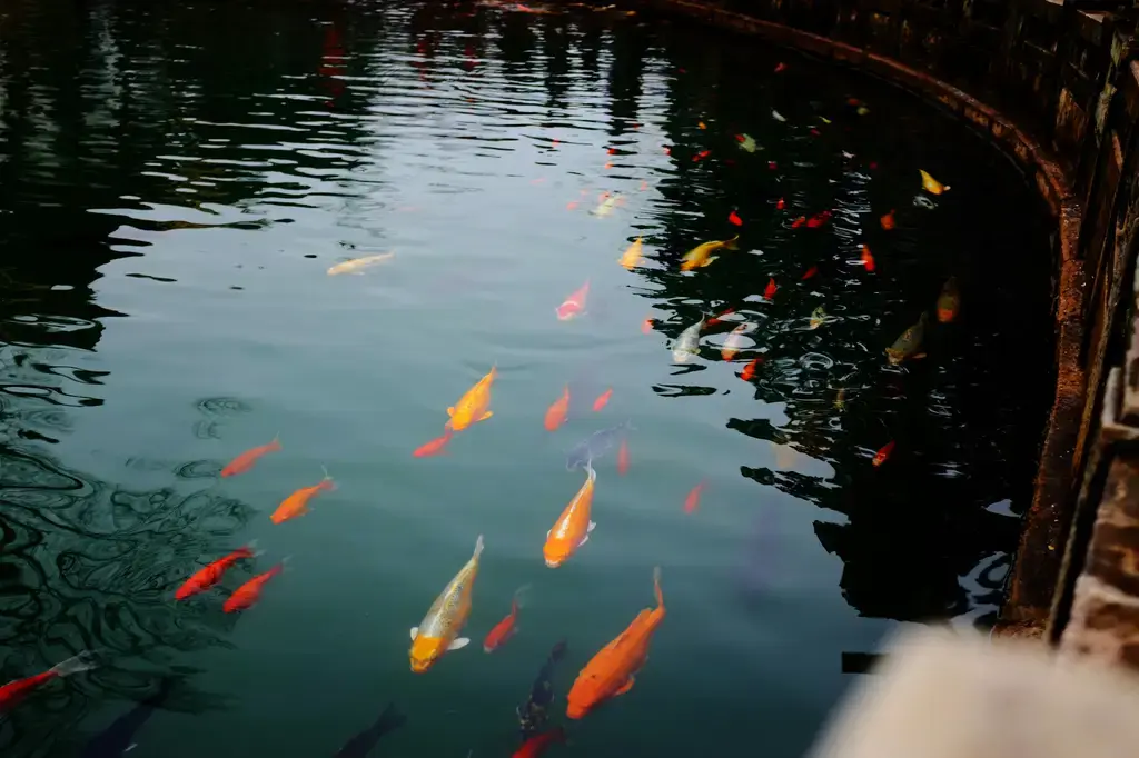 孔雀魚水草造景藝術