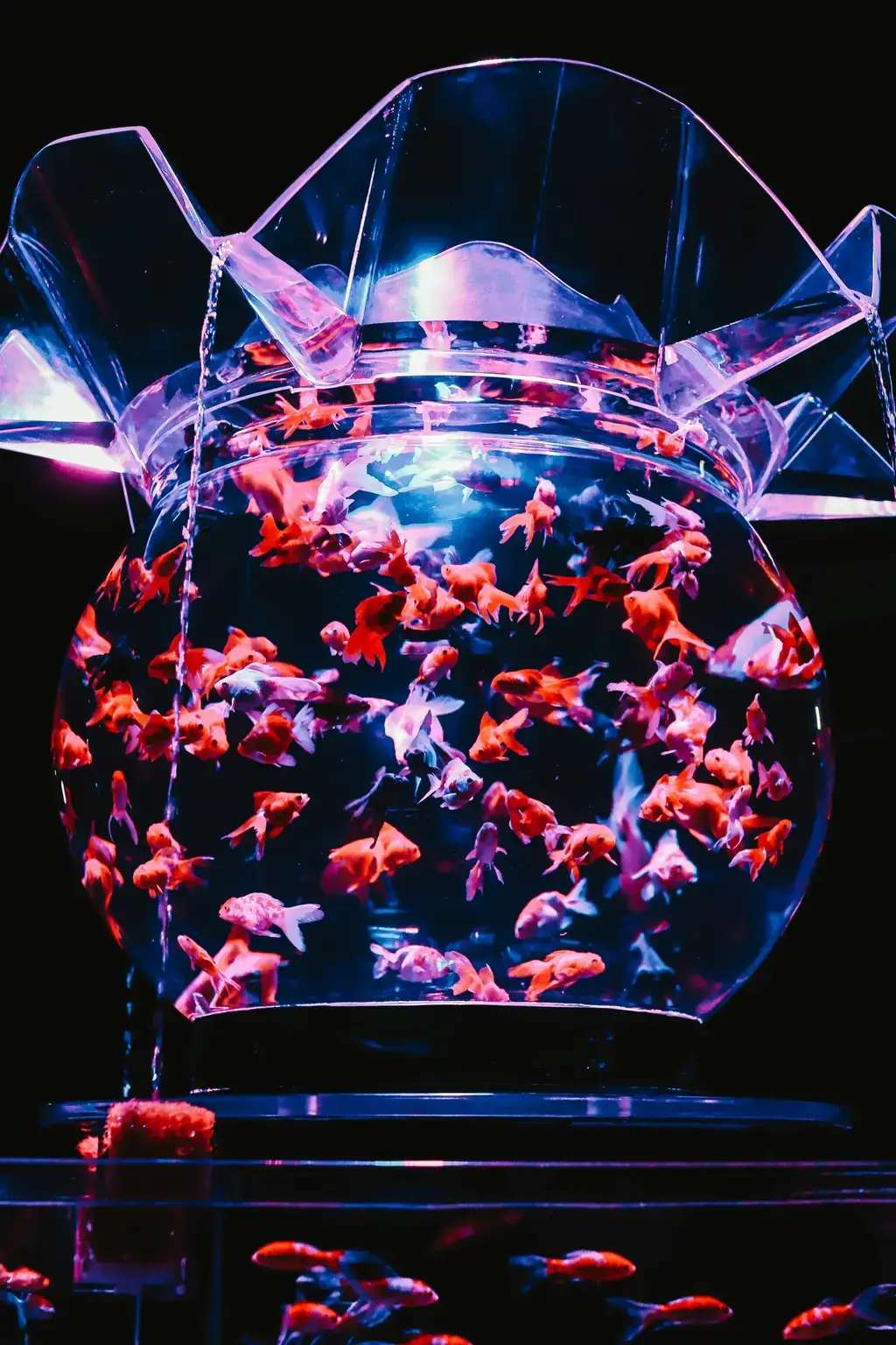 憩魚水族設計：打造舒適宜居的海洋天堂