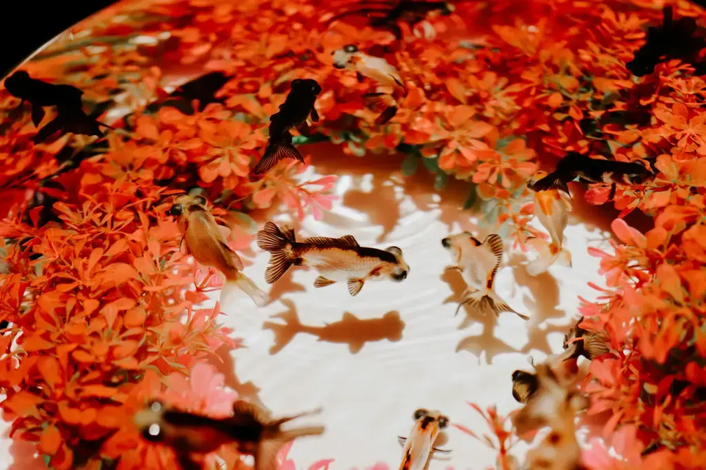 水草缸的繽紛世界:適合水草缸的魚類