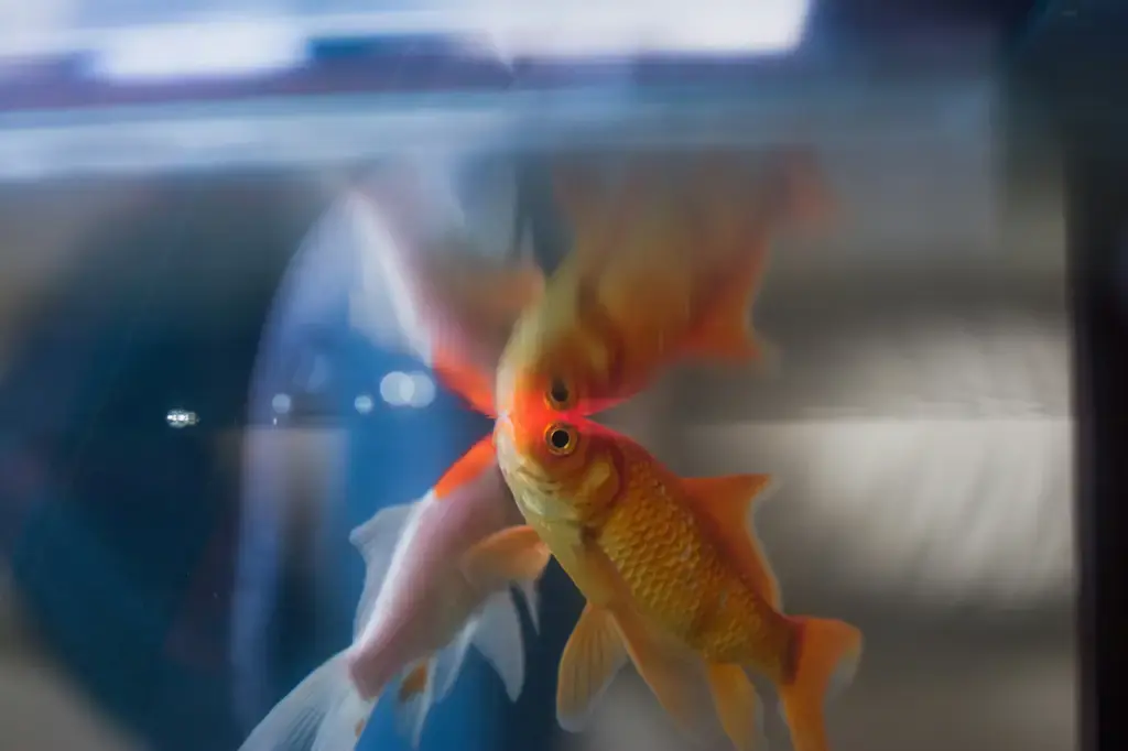 台灣海域的珍稀寶藏：海水狗頭魚