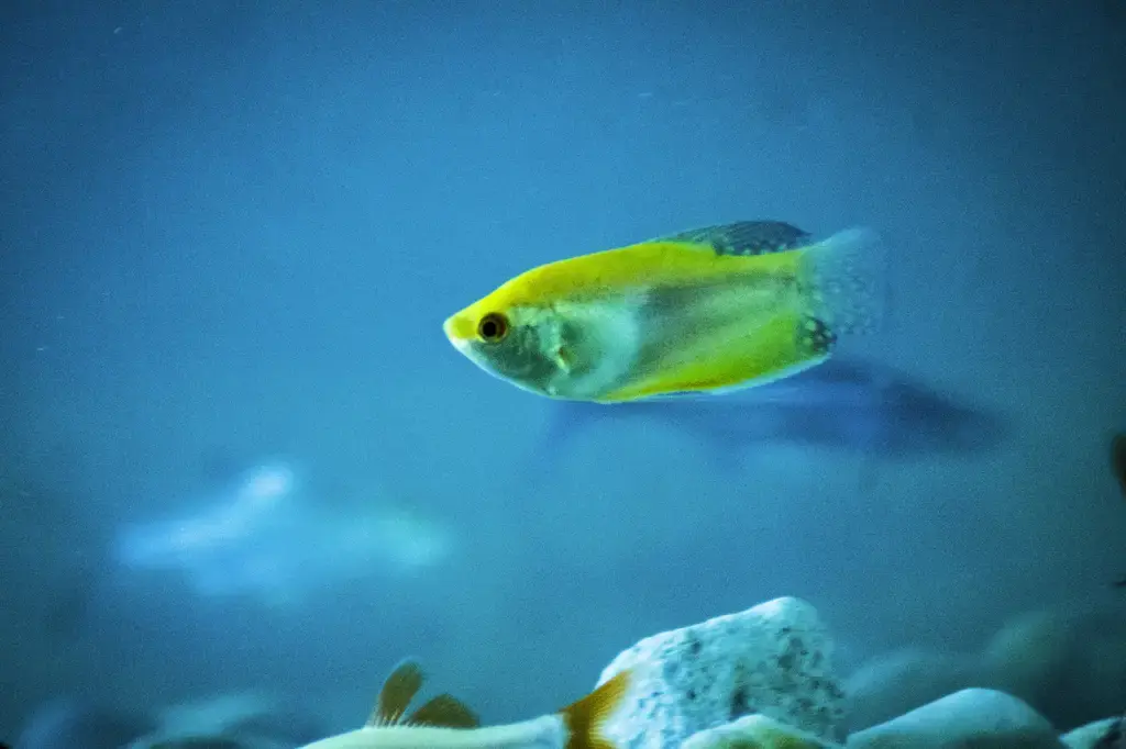 海水缸魚種大百科：打造你的夢幻海底世界