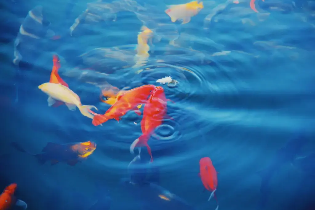 玻璃魚飼養指南：創建一片晶瑩剔透的水中天堂