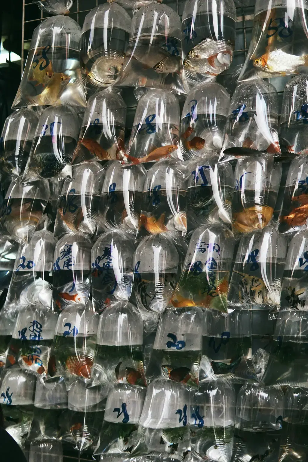 魚兒悠游、草木相伴：台灣水族館的綠色天堂