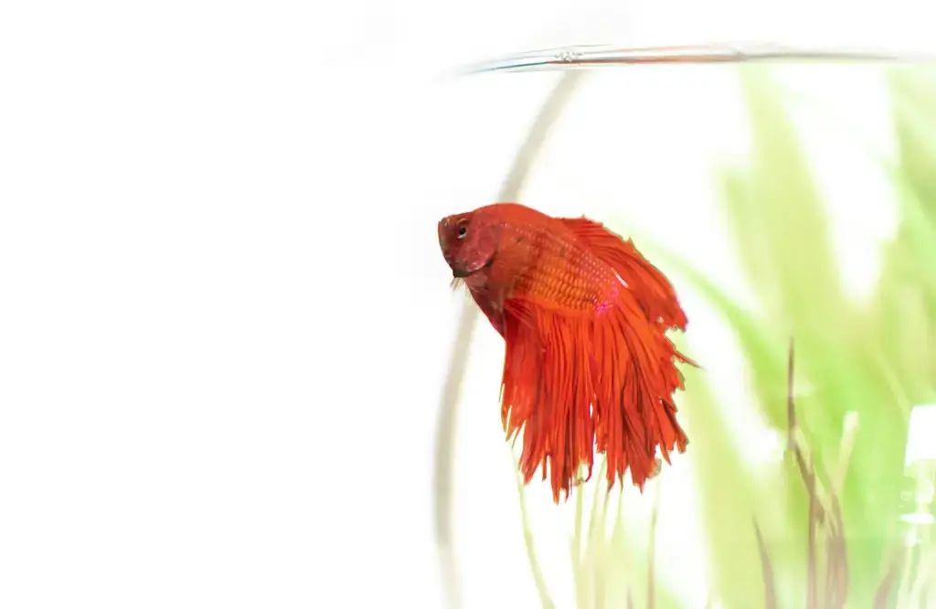 孔雀魚繁殖大解密:讓你的美人魚繁衍生息!