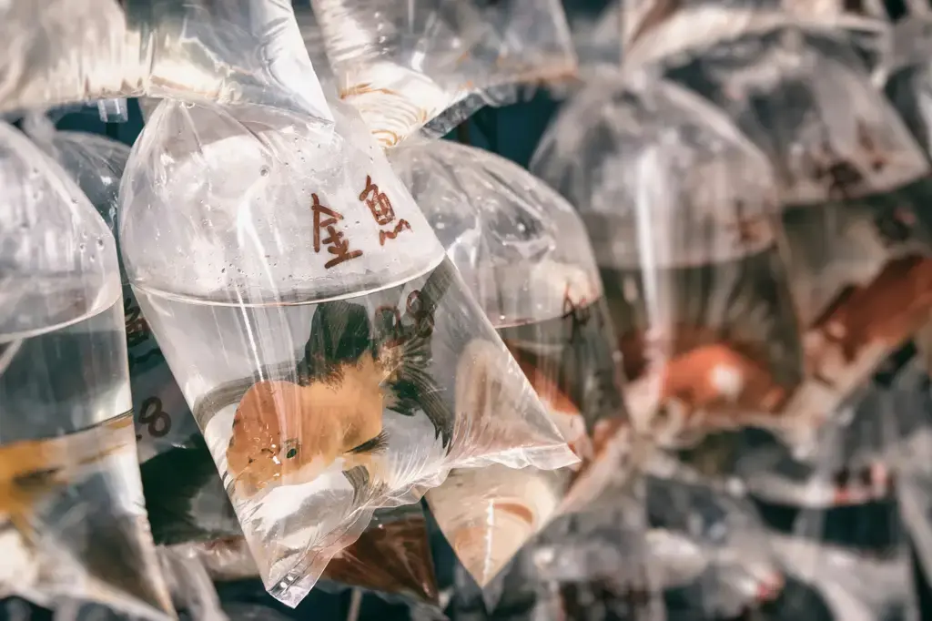 精選台灣短鯛專賣店指南