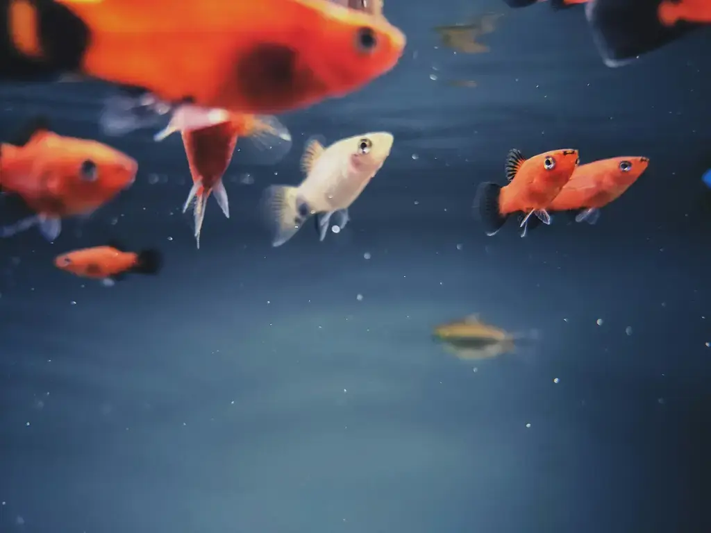 三間魚飼養指南：打造水族箱中的和諧生態