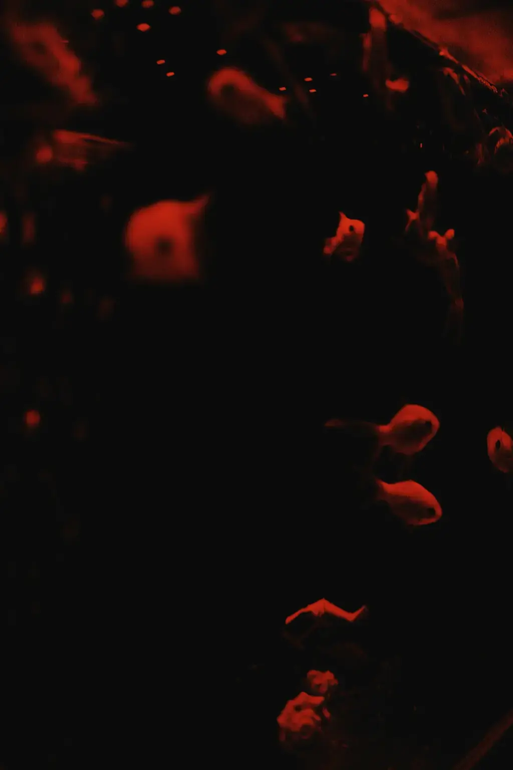 紅蓮燈飼養全攻略：讓你的水族箱絢麗奪目