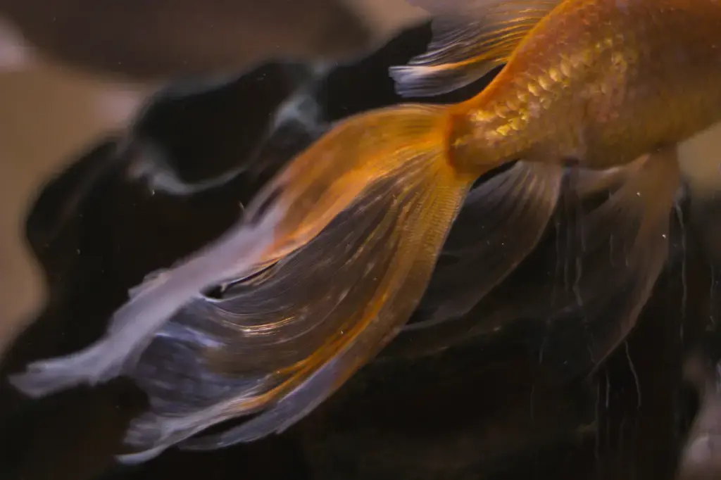 蝦缸魚：台灣水族界的新寵