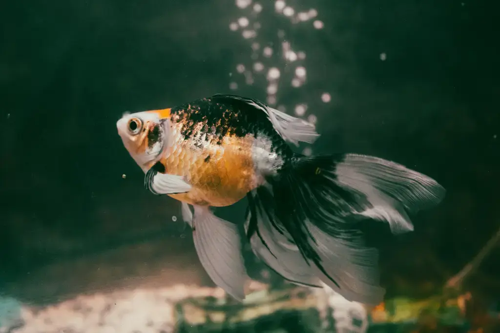 豐年蝦卵飼料：水族愛好者的最佳選擇