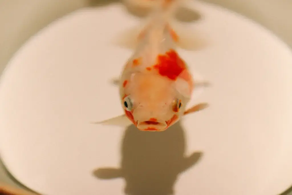 孔雀魚買賣全攻略：從品種、飼養到獲利大剖析