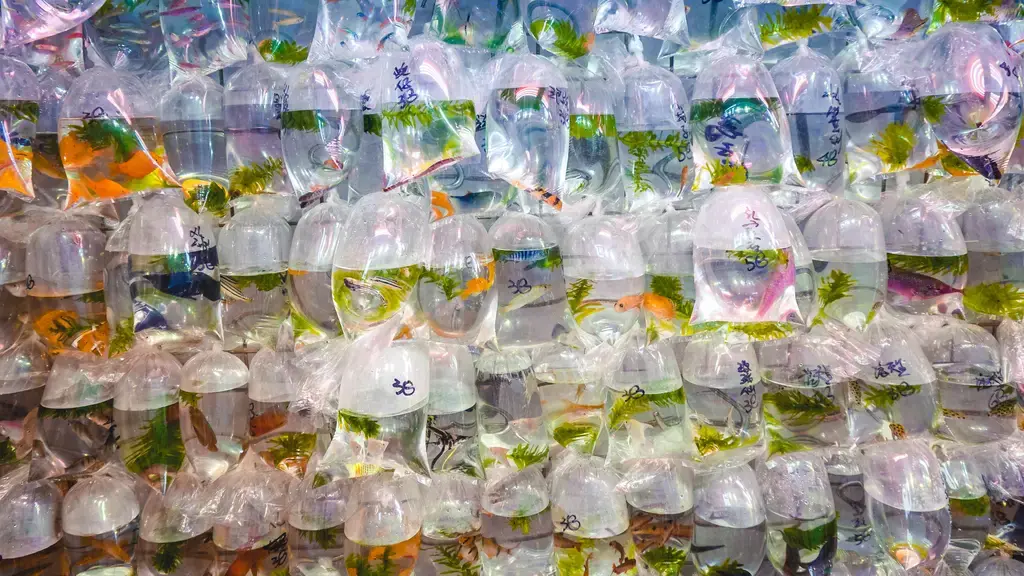 錦鯉與孔雀魚入門指南:從價格入門,打造牠們的華麗水族箱