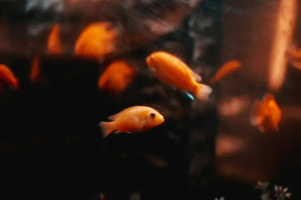 魚窩水族：打造心目中的水下樂園