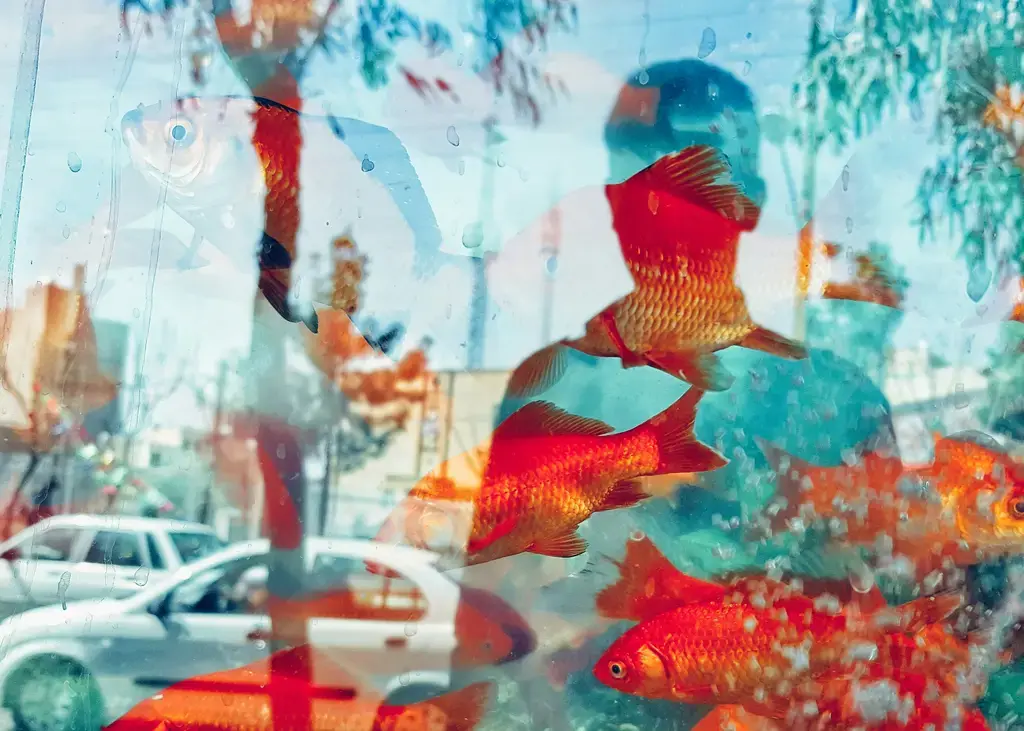 魚鋪子水族：台灣海陸寶藏與寵物天堂