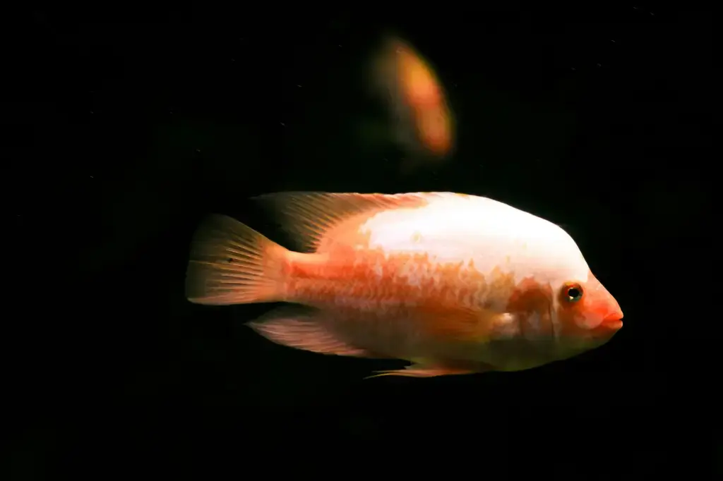 水族箱水質惡化：讓你的魚兒免受健康威脅