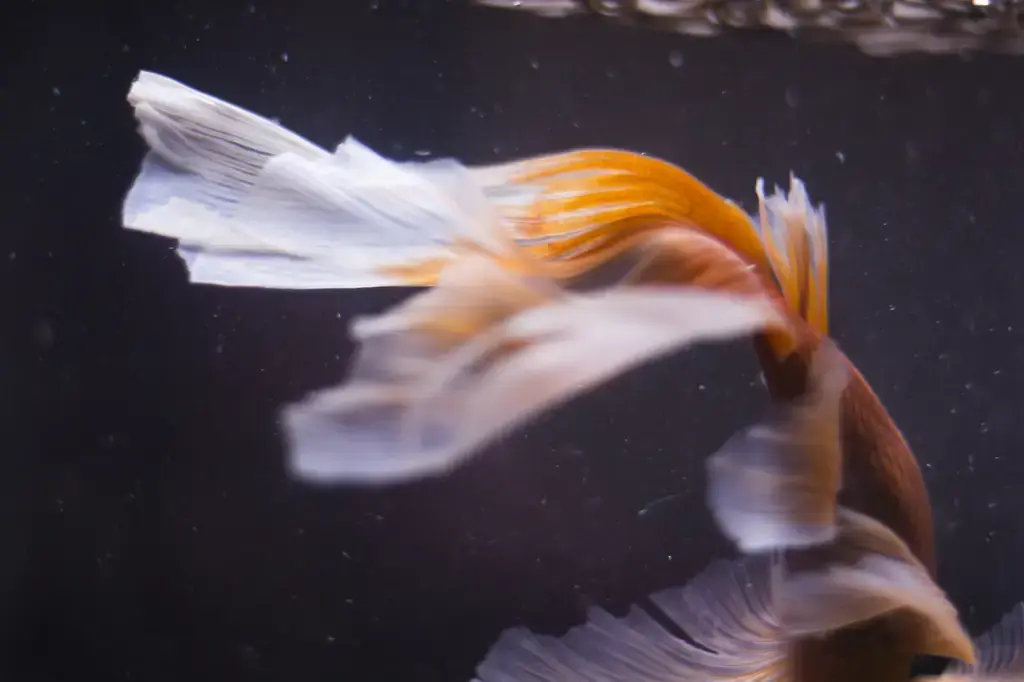 孔雀魚仔魚飼養全指南：養出一缸色彩繽紛的活潑小精靈