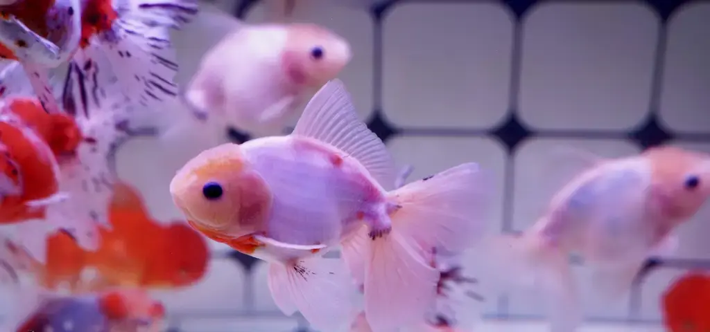小缸魚：打造水族箱微型世界