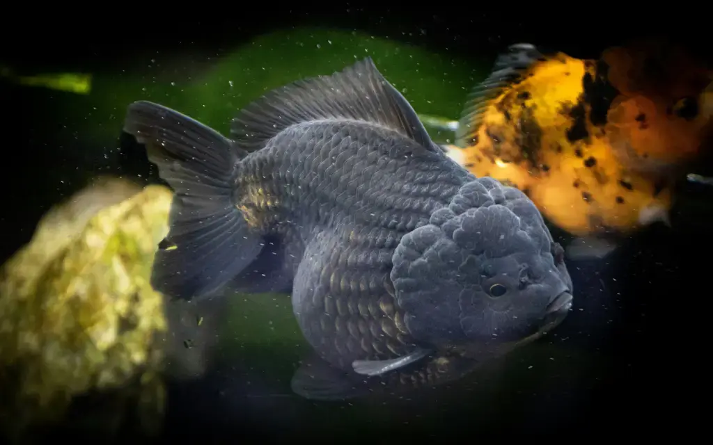 快樂的水族世界：台灣熱門水族指南